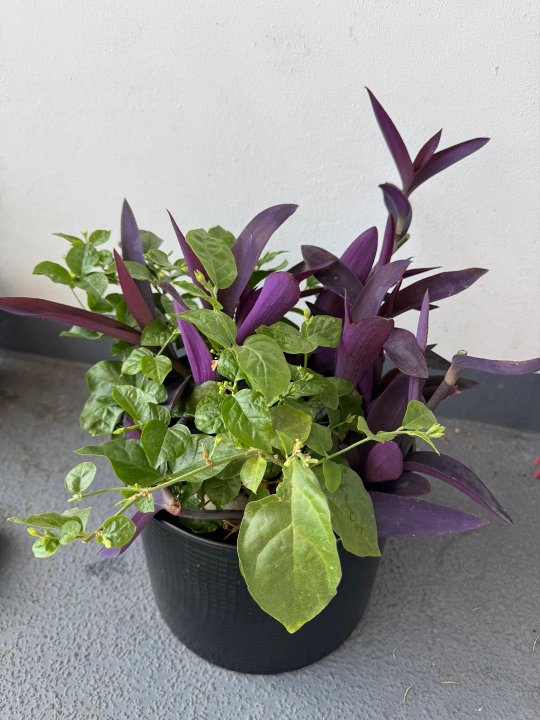 Purple Heart and Jasmine Plant in Black Pot - photo 2