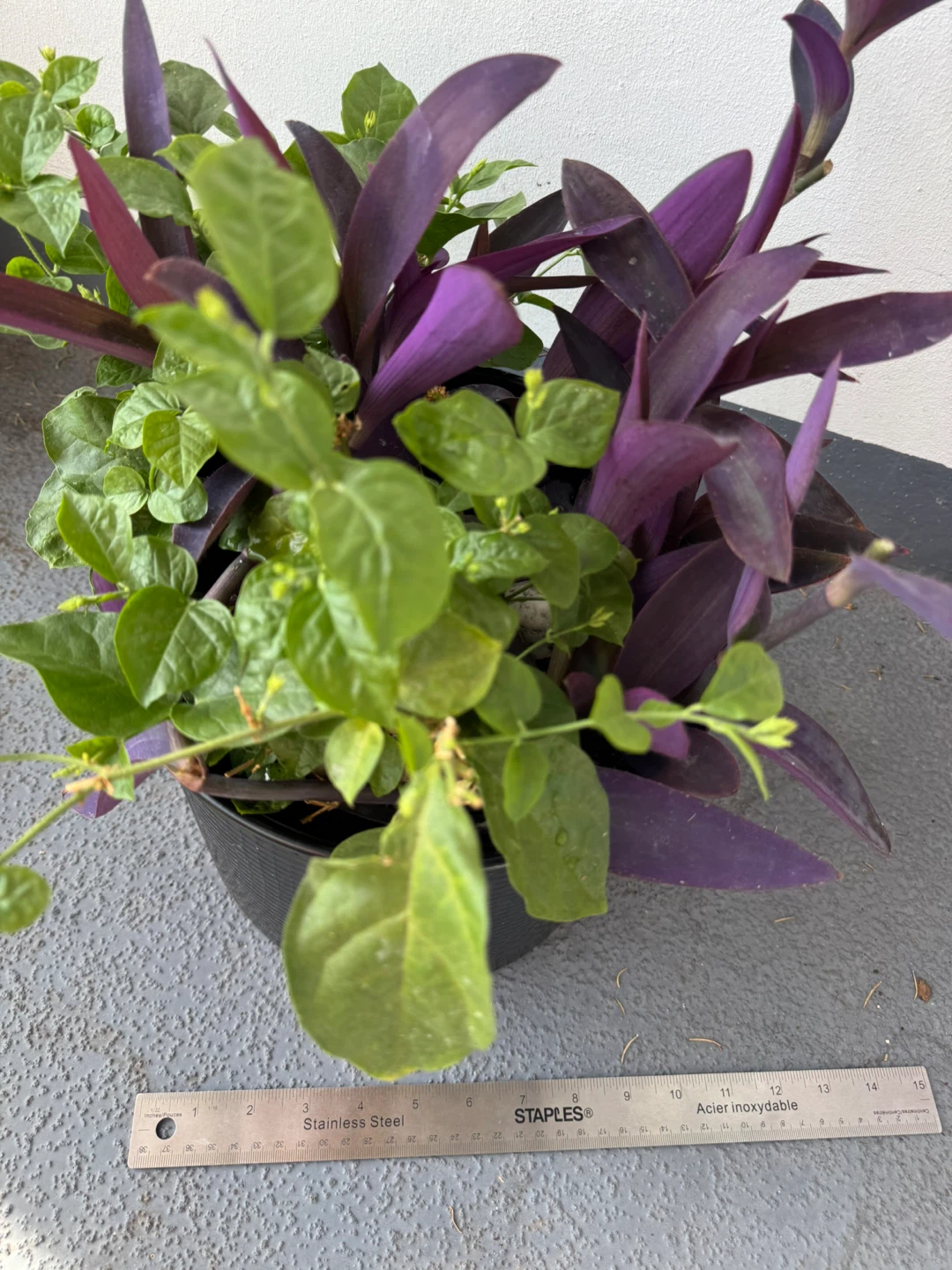 Purple Heart and Jasmine Plant in Black Pot - photo 3