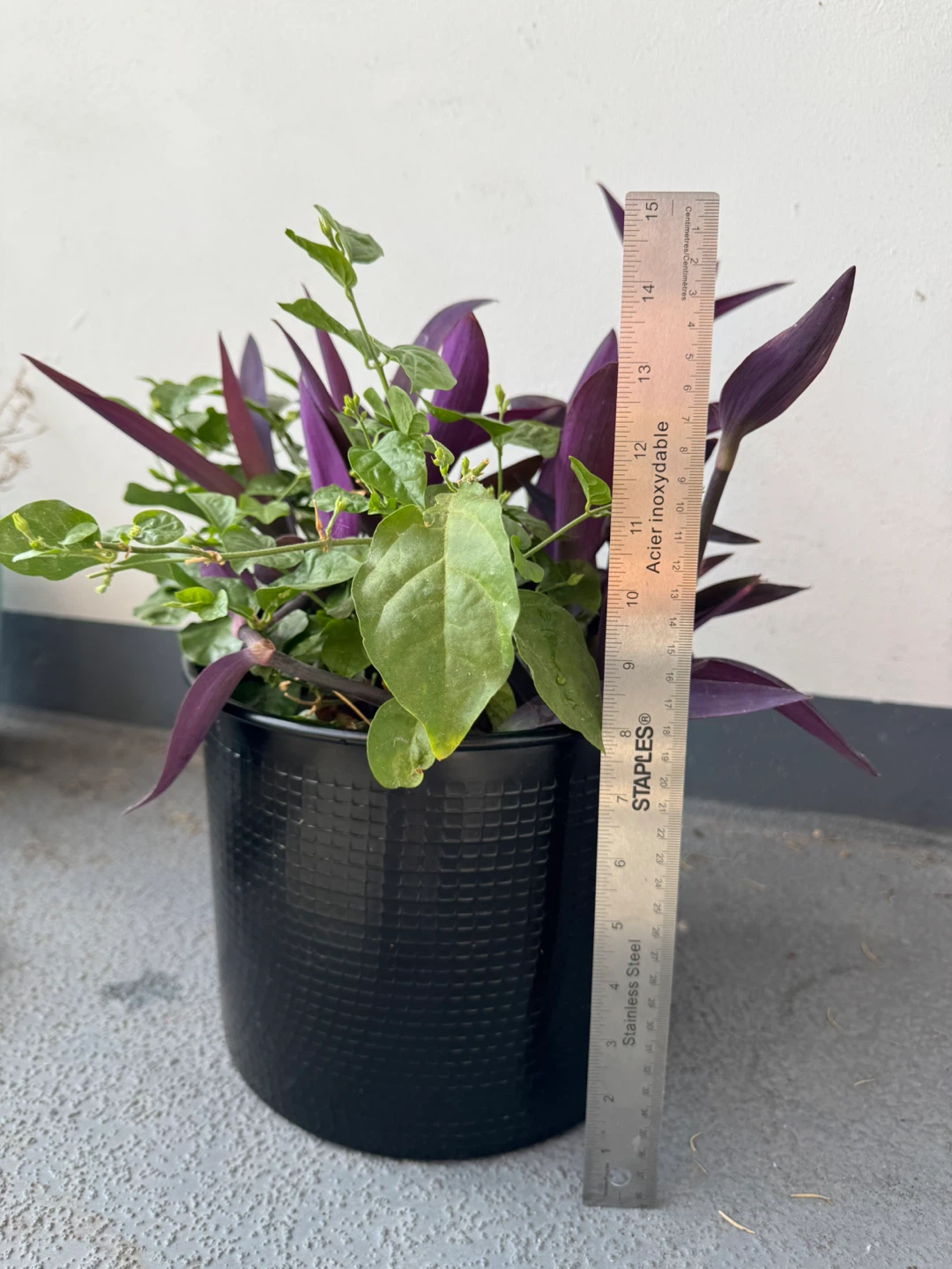 Purple Heart and Jasmine Plant in Black Pot - photo 4