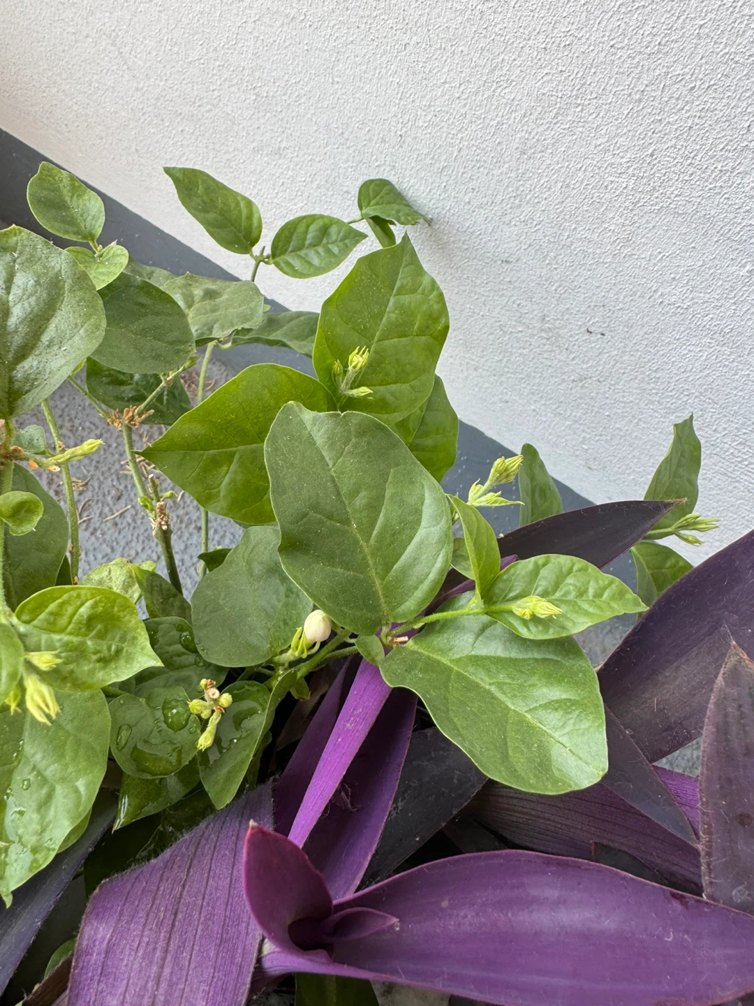 Purple Heart and Jasmine Plant in Black Pot - photo 5