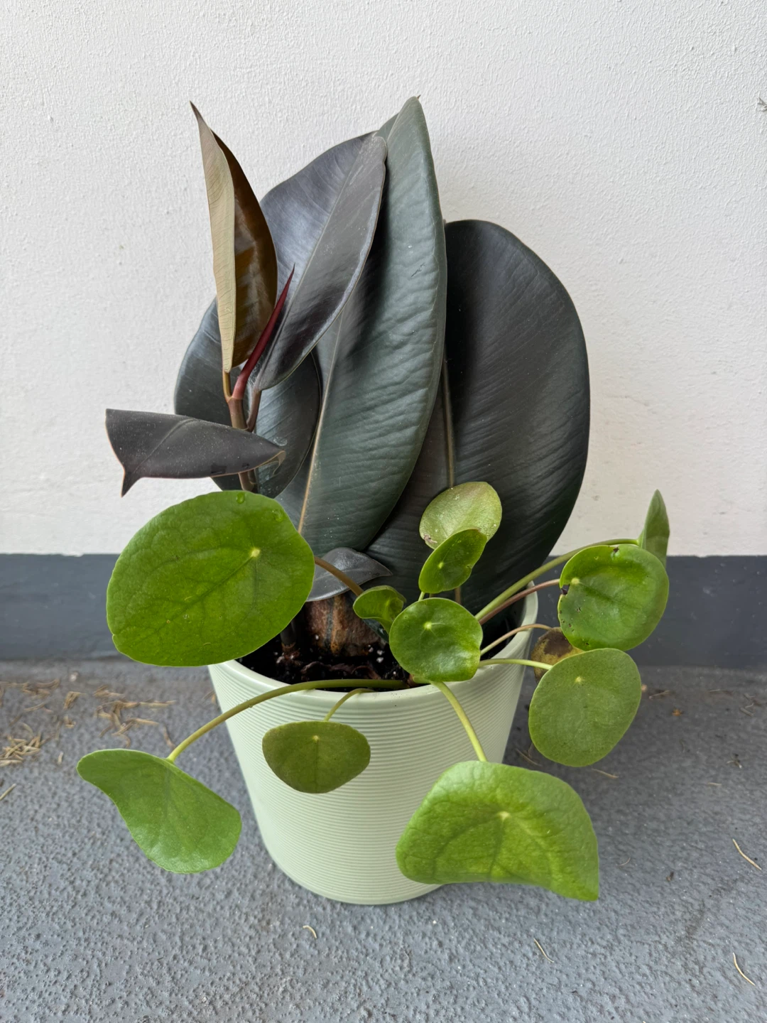 Rubber Plant and Pilea in Ceramic Pot