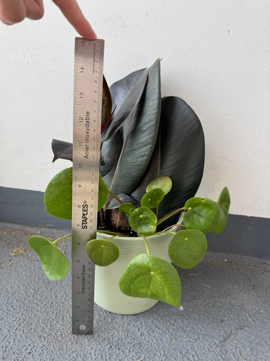 Rubber Plant and Pilea in Ceramic Pot - photo 2