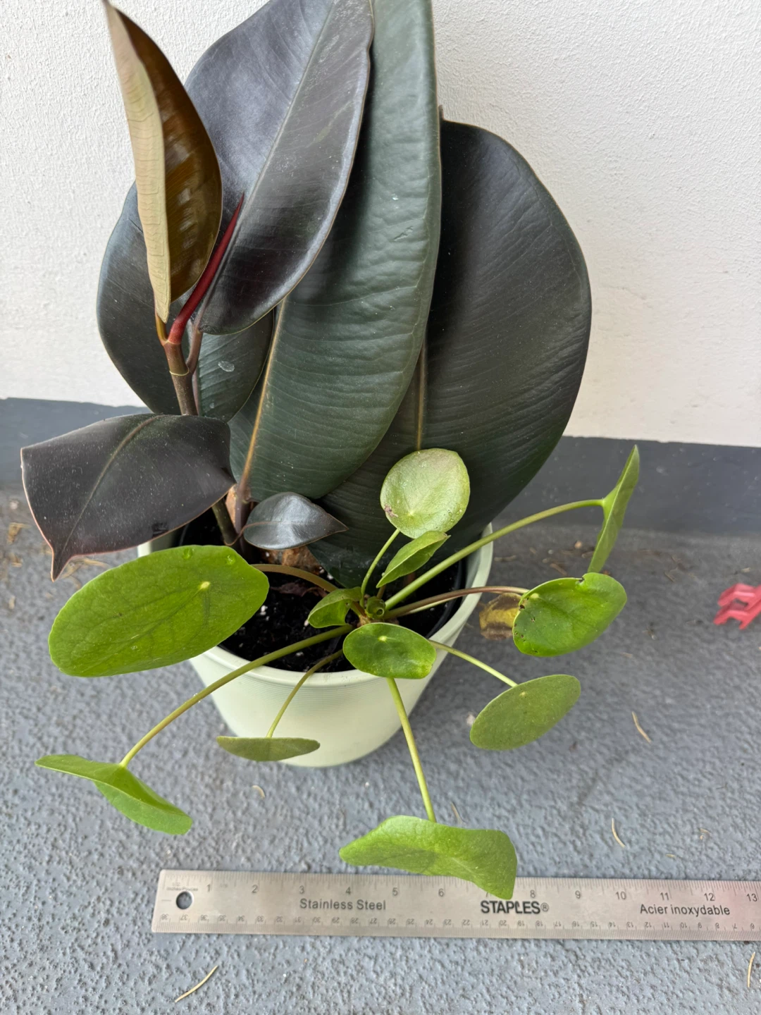 Rubber Plant and Pilea in Ceramic Pot - photo 3