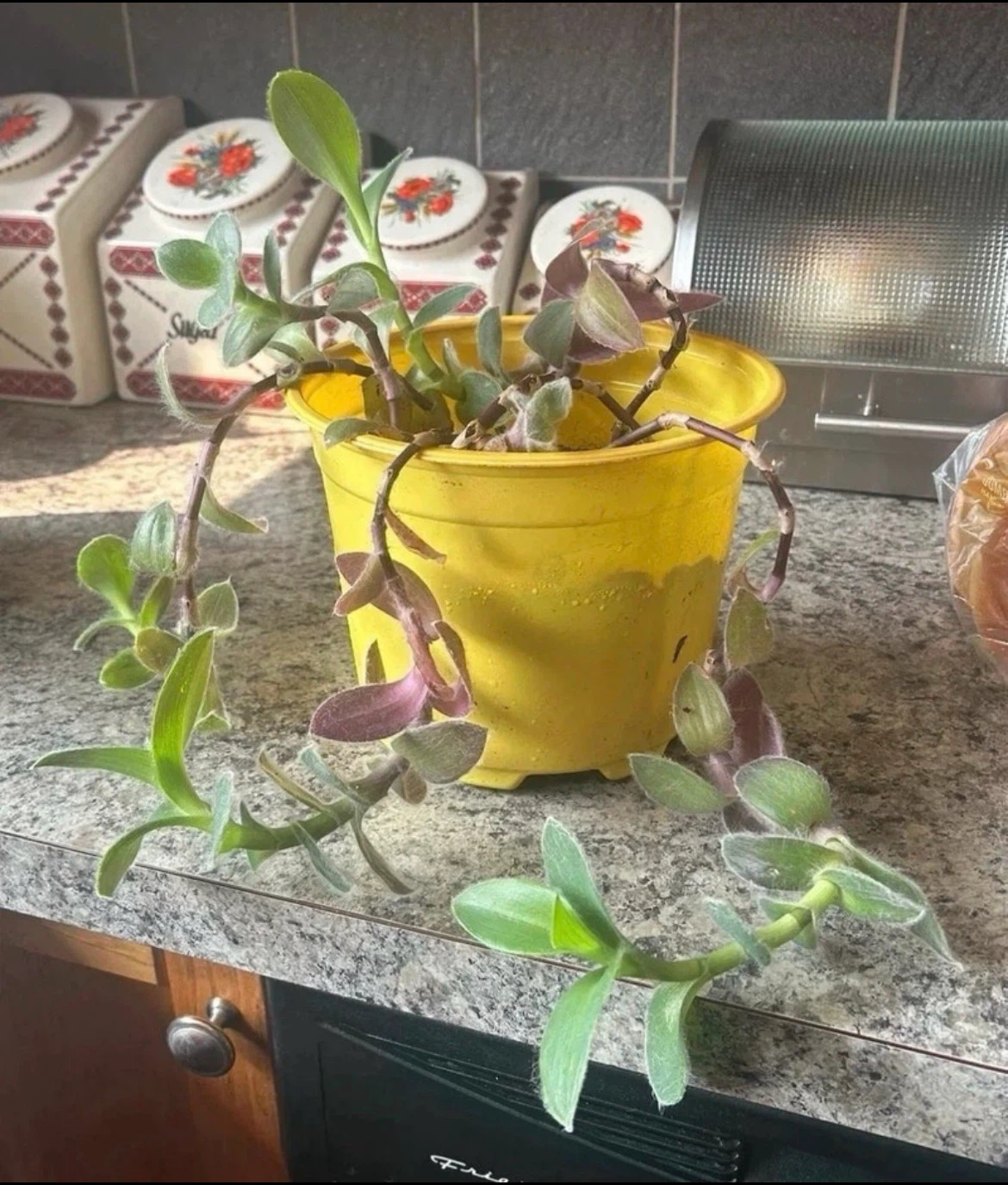 Potted Wandering Jew Plant