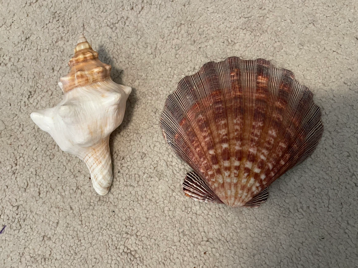 REAL Seashells from Florida