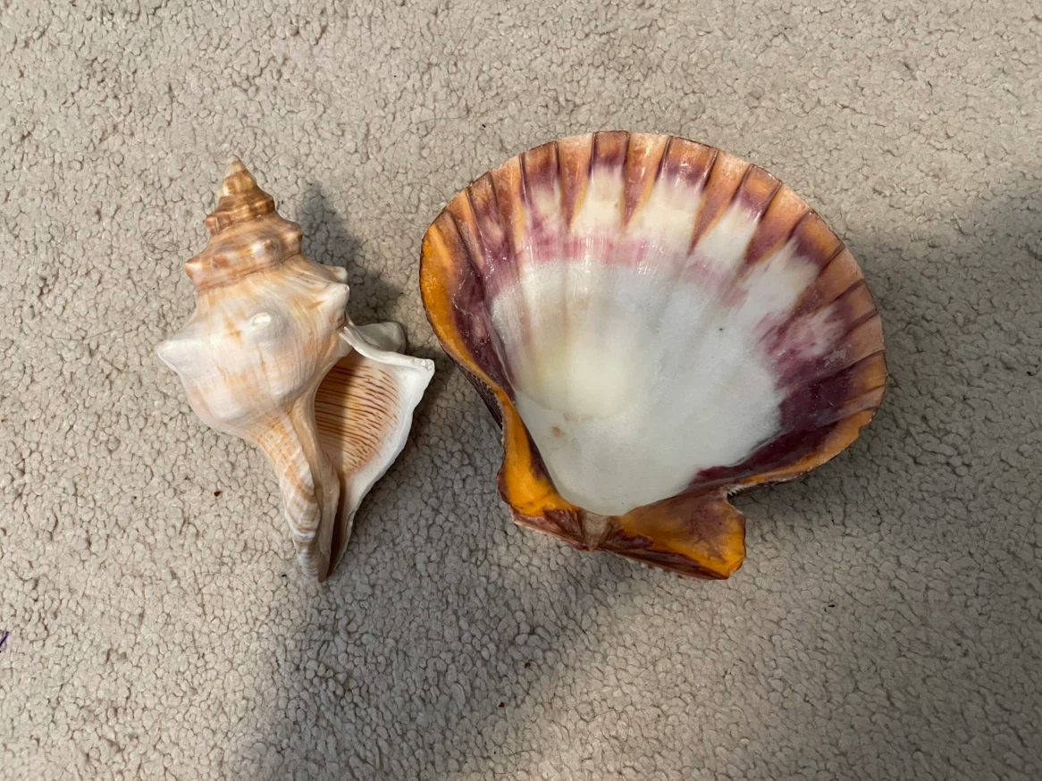 REAL Seashells from Florida - photo 2