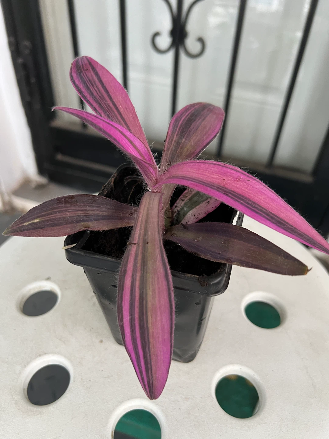 Rare variegated Tradescantia Purple Heart Plant