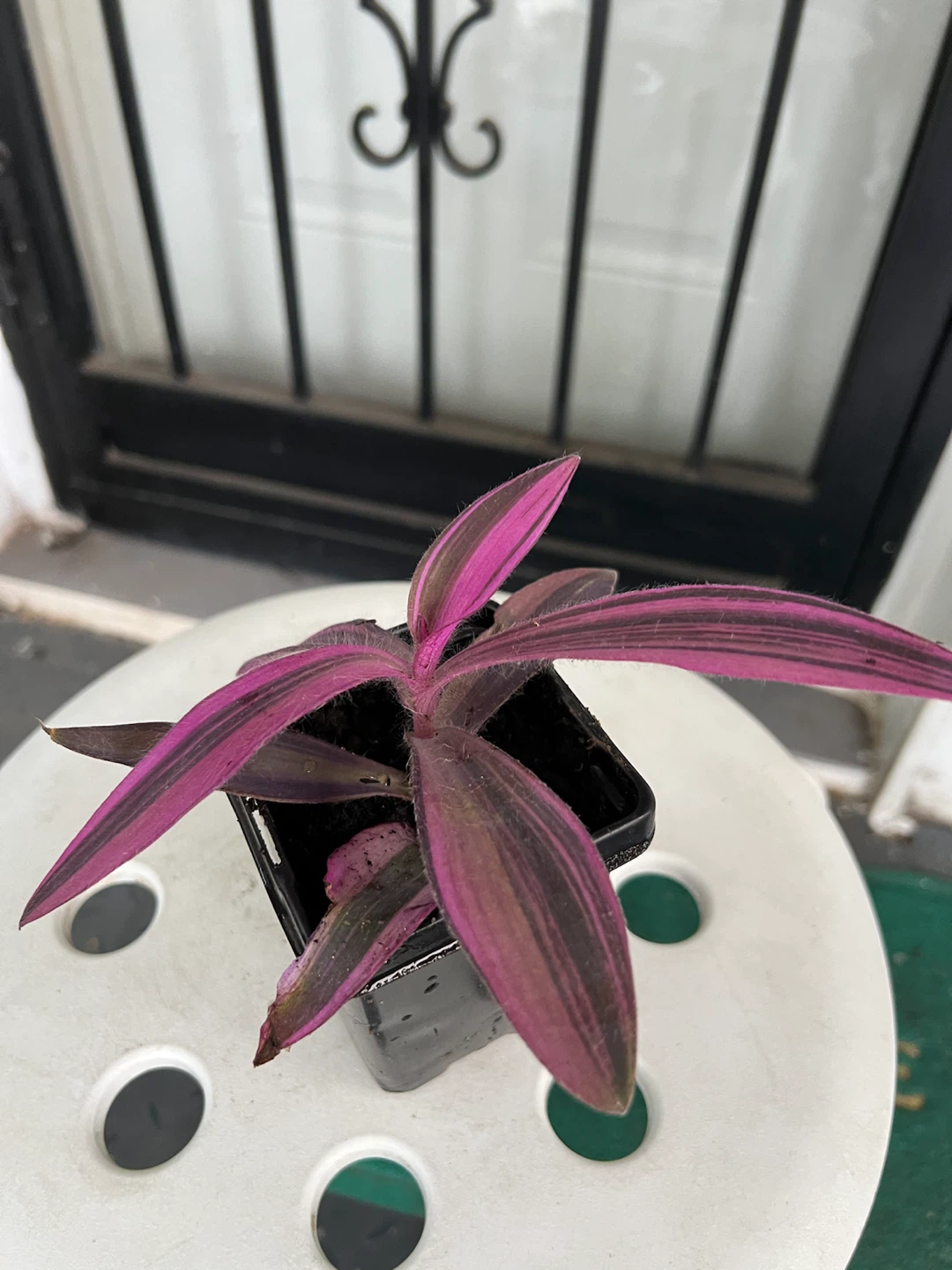 Rare variegated Tradescantia Purple Heart Plant - photo 2