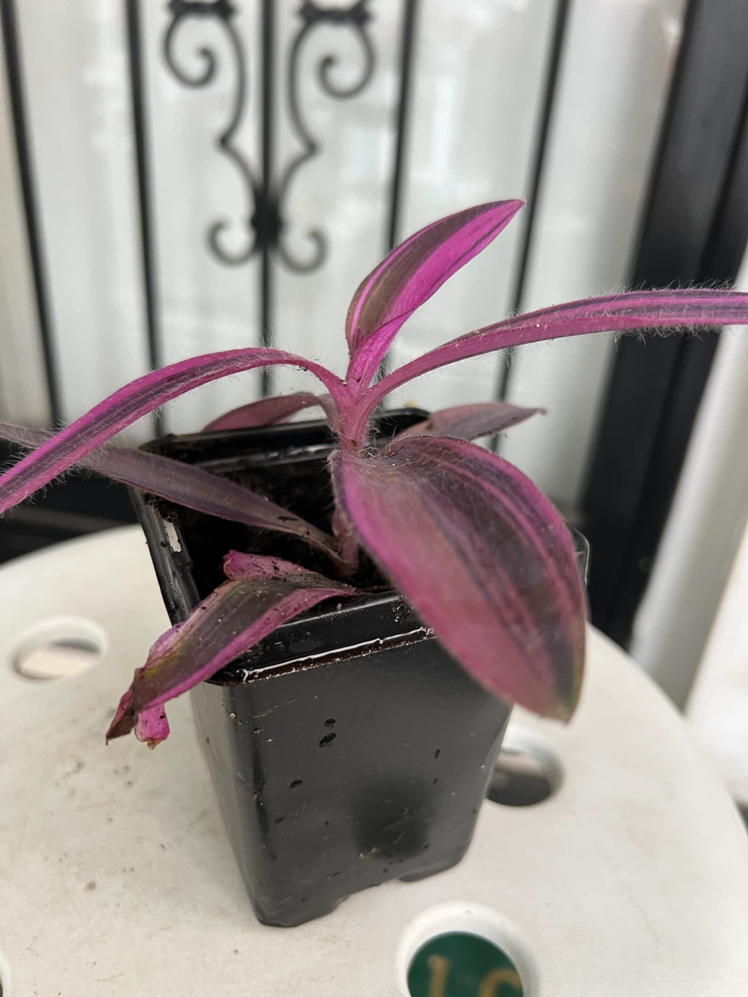 Rare variegated Tradescantia Purple Heart Plant - photo 3
