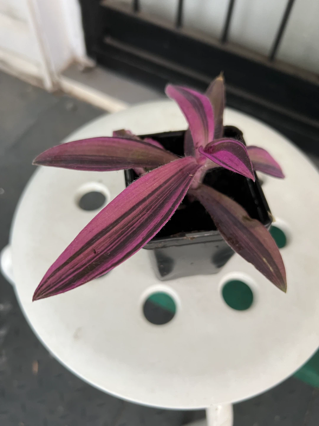 Rare variegated Tradescantia Purple Heart Plant - photo 4