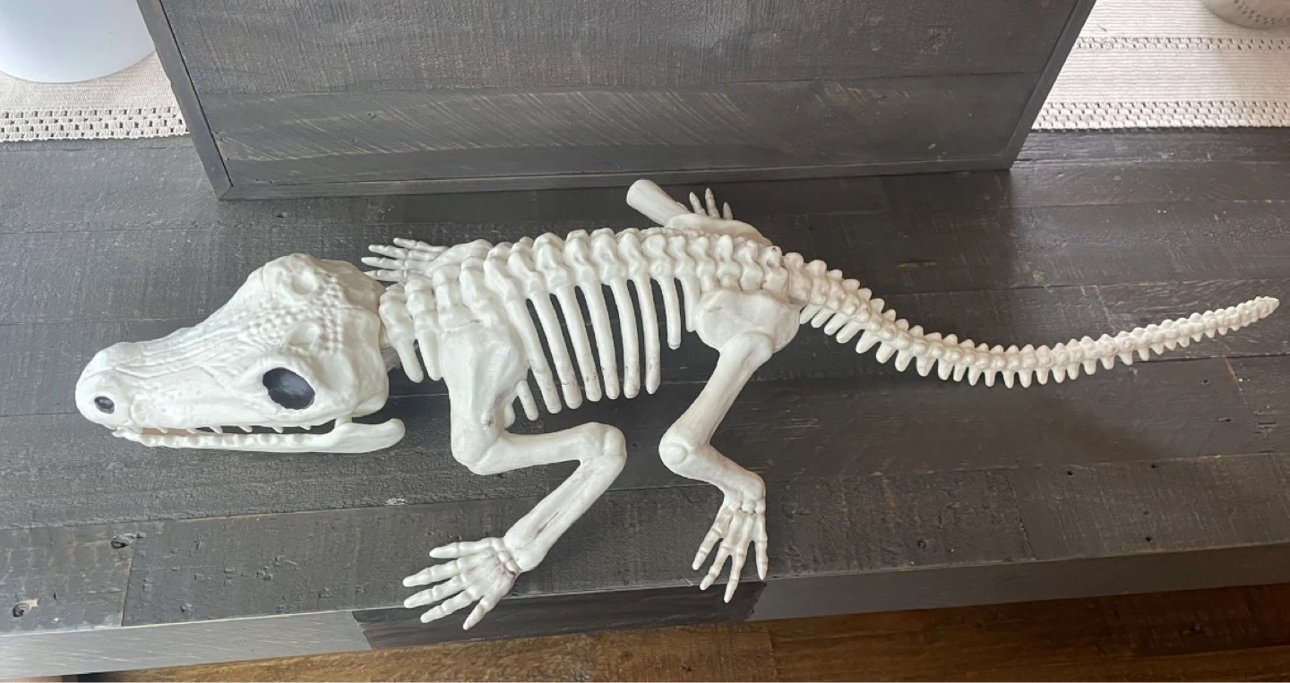 NEW- Giant Skeleton Crocodile / Alligator - Faux