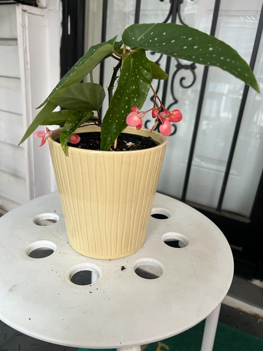 Polka Dot Begonia Plant with flowers