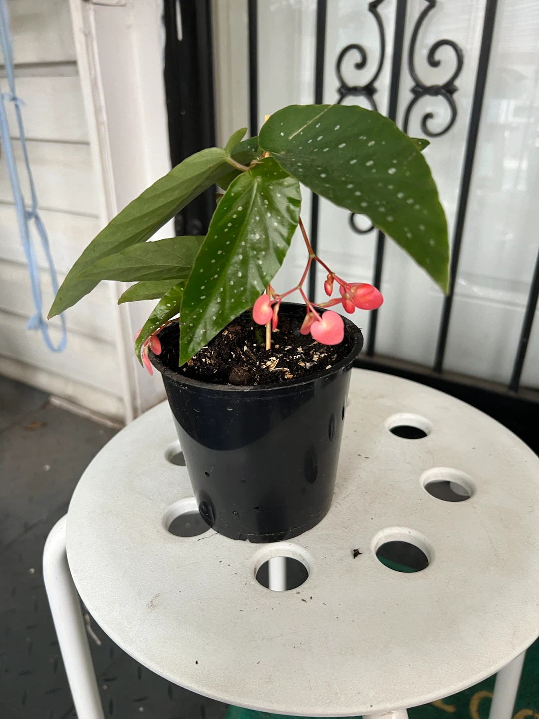 Polka Dot Begonia Plant with flowers - photo 2
