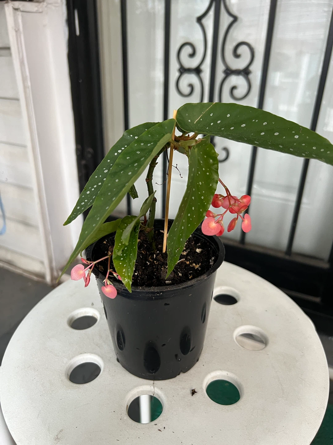 Polka Dot Begonia Plant with flowers - photo 3