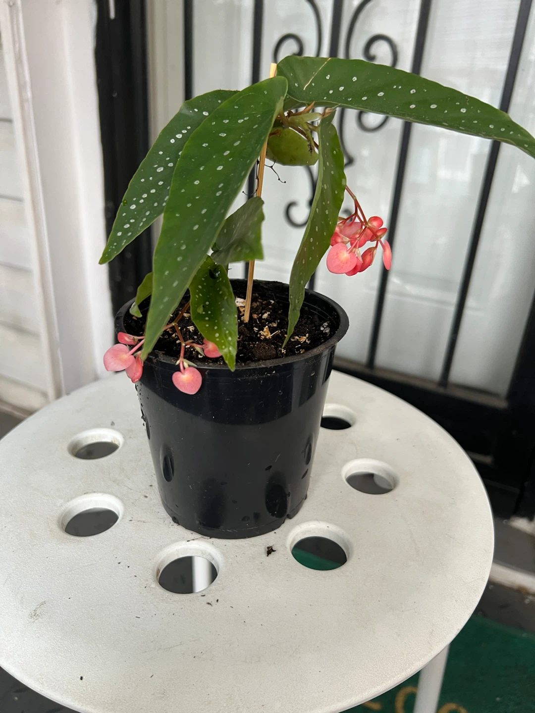 Polka Dot Begonia Plant with flowers - photo 4
