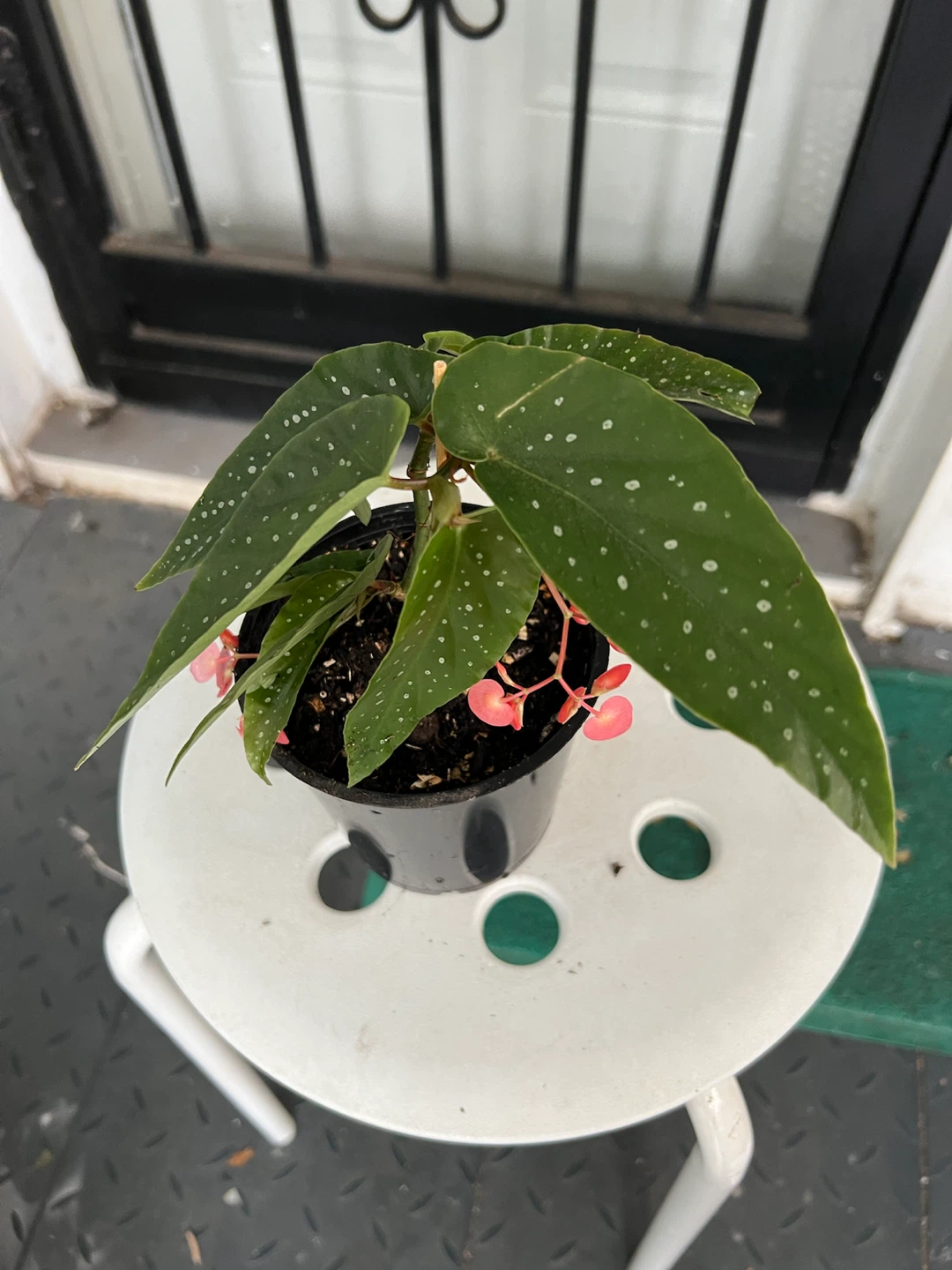 Polka Dot Begonia Plant with flowers - photo 5