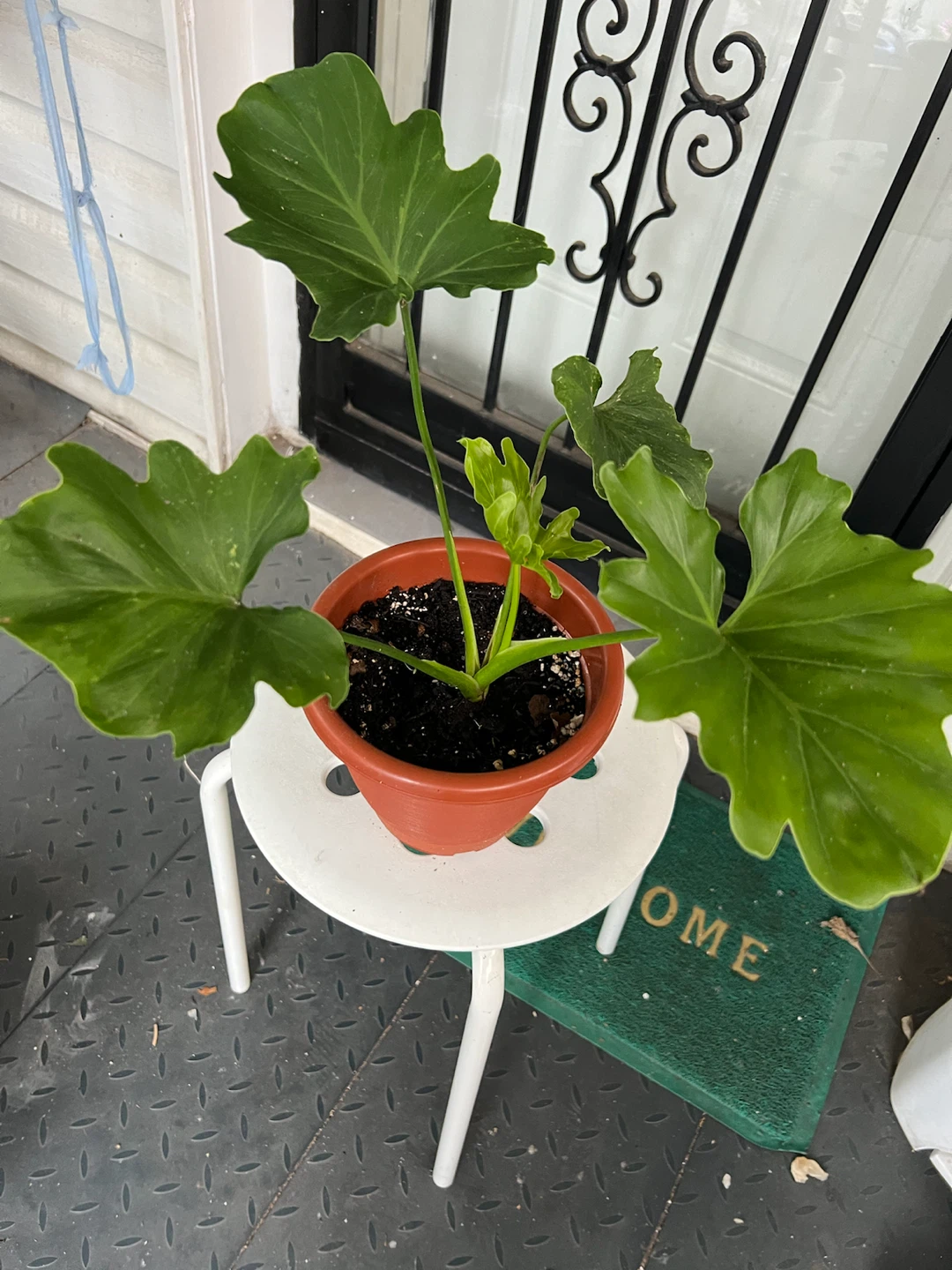 Philodendron Selloum in plastic pot