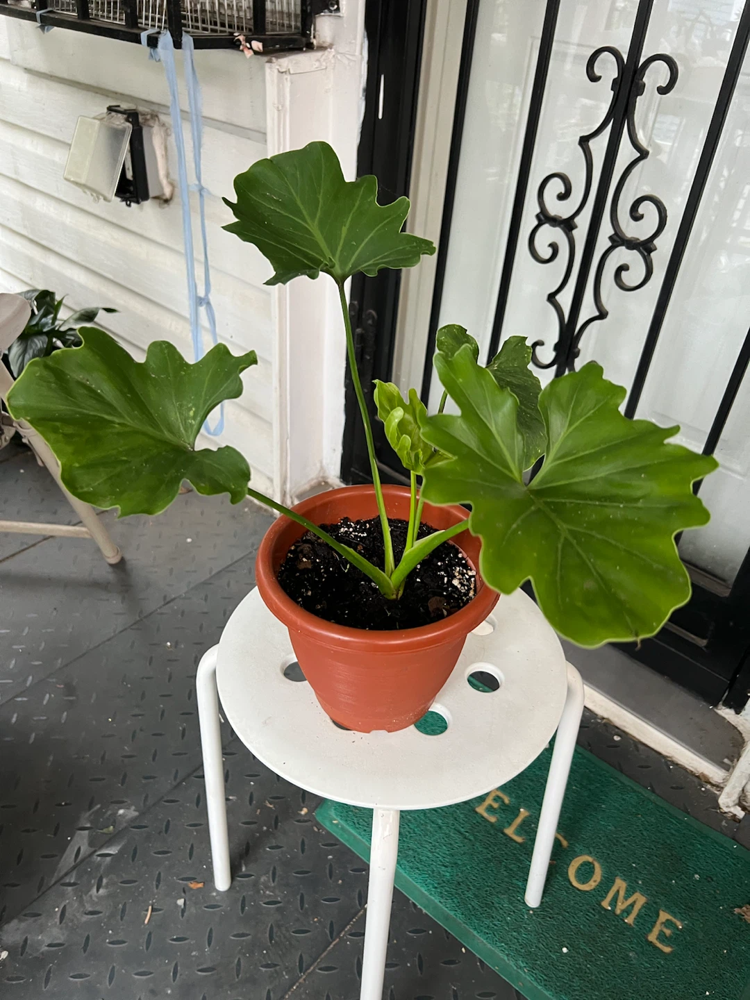 Philodendron Selloum in plastic pot - photo 2