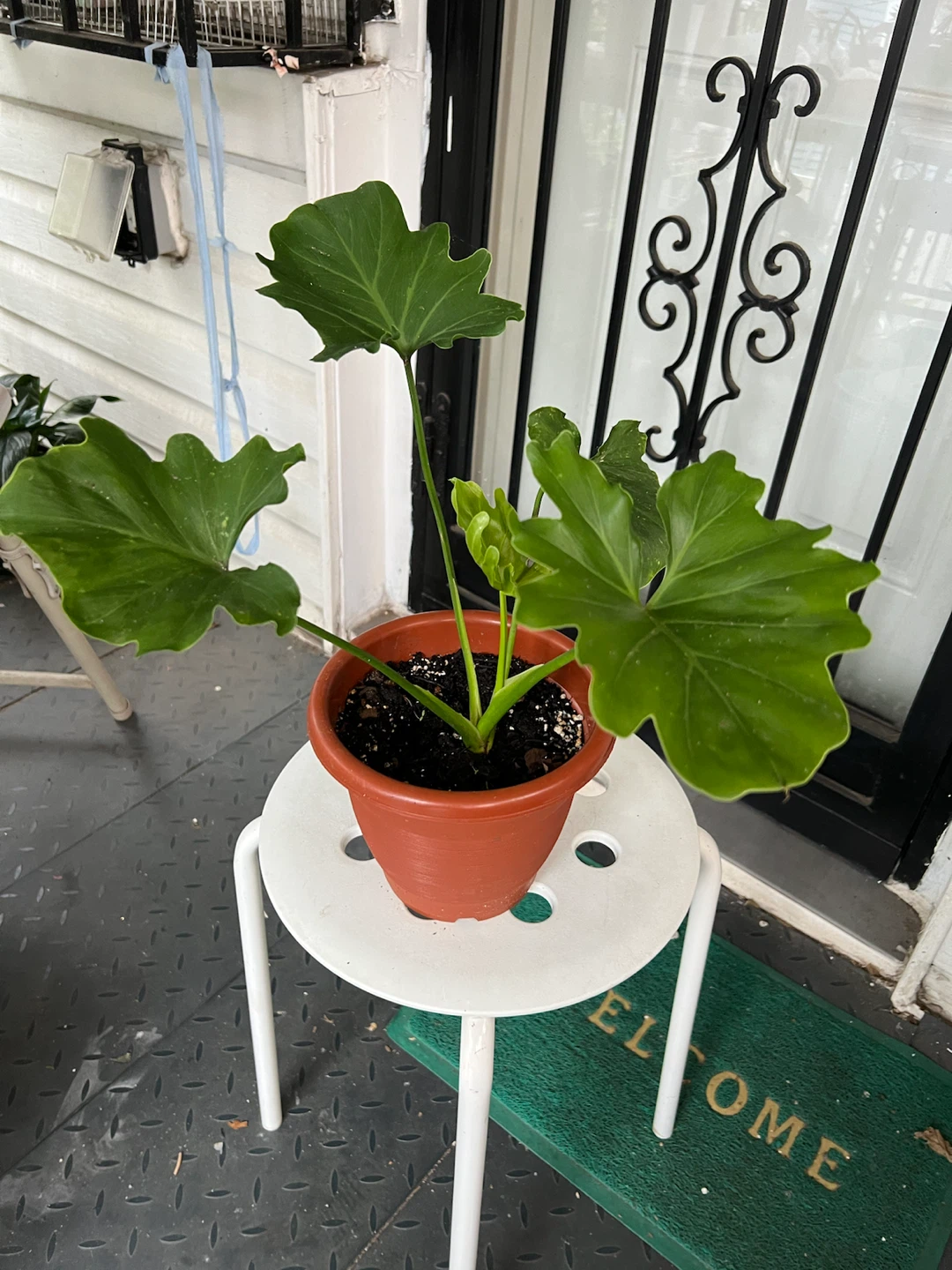 Philodendron Selloum in plastic pot - photo 3