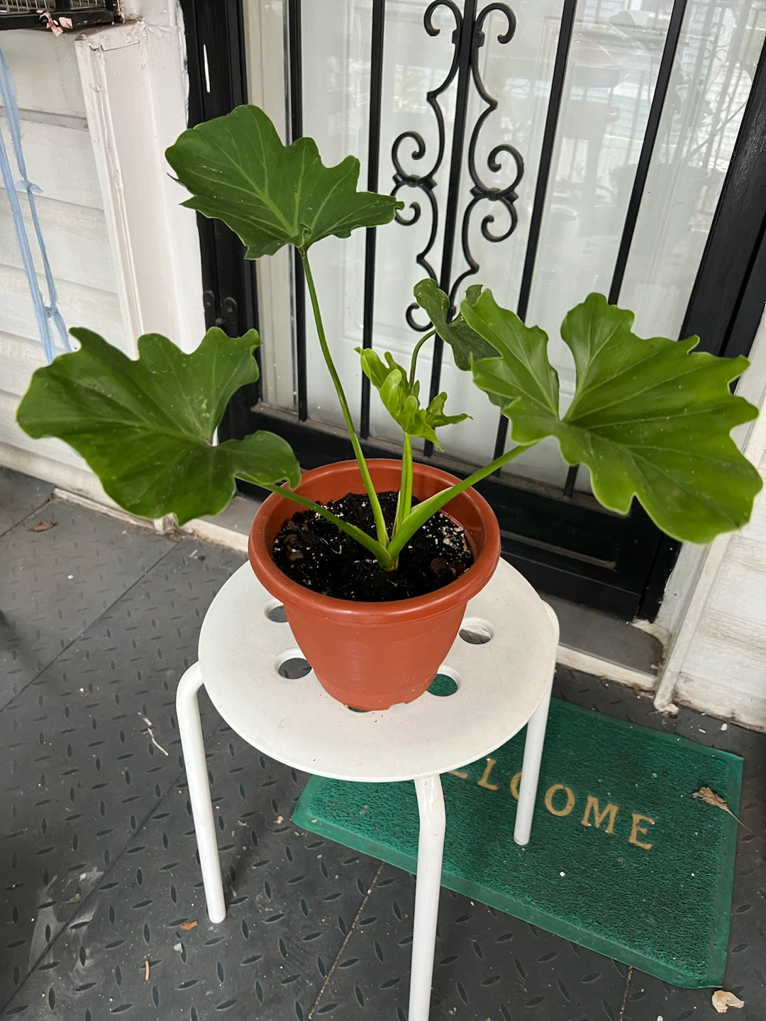 Philodendron Selloum in plastic pot - photo 4