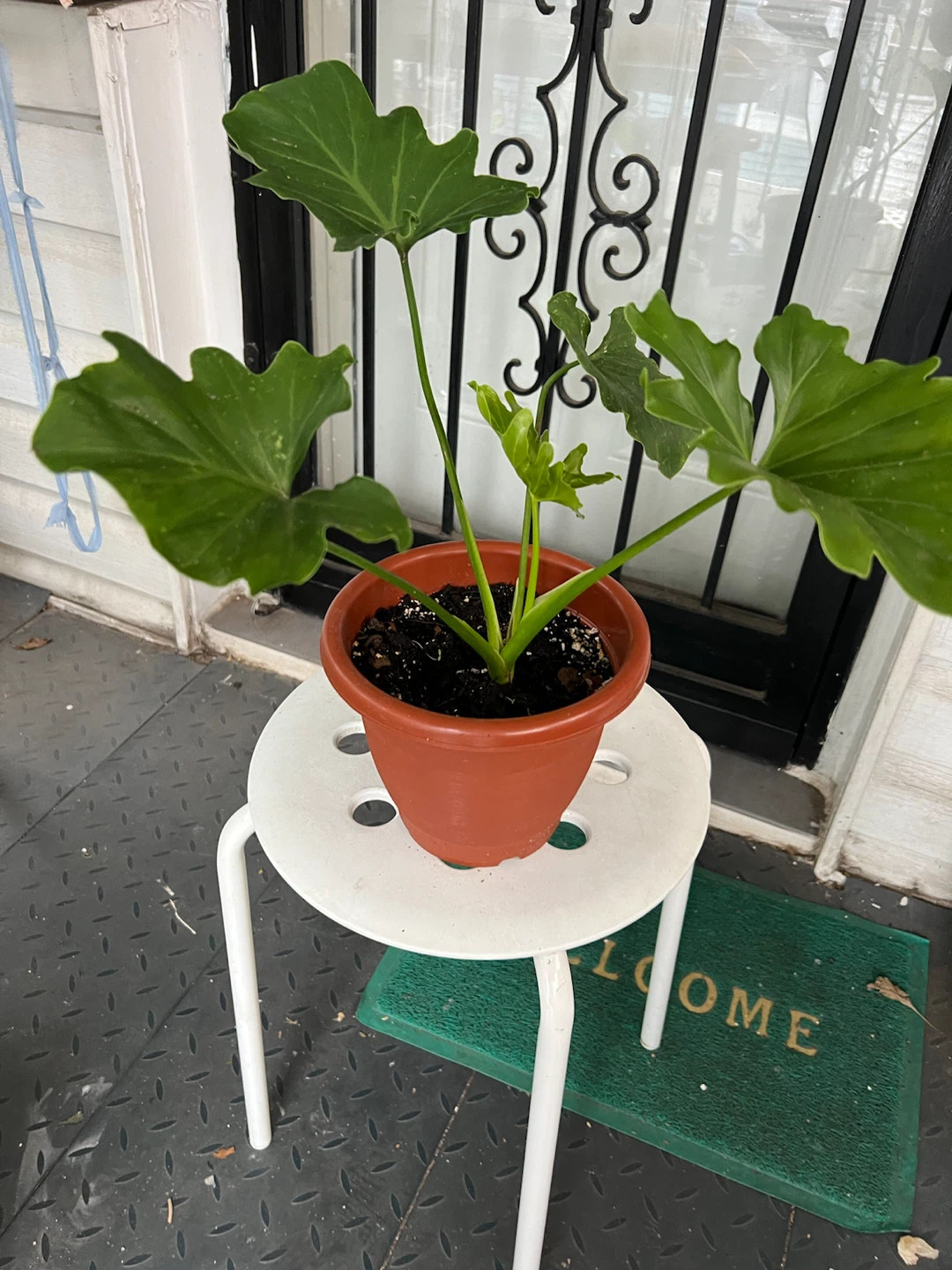 Philodendron Selloum in plastic pot - photo 5
