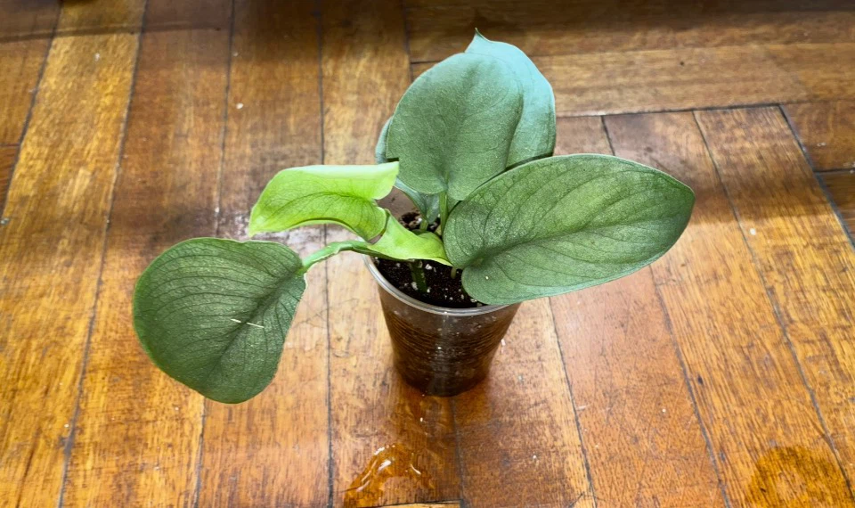Scindapsus Treubii Moonlight Plant