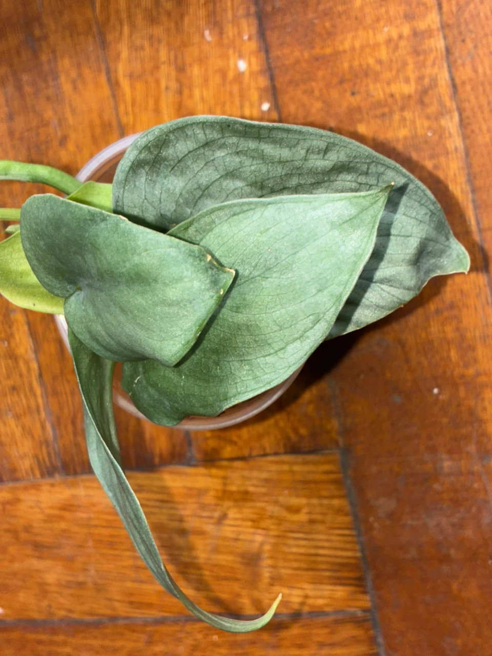 Scindapsus Treubii Moonlight Plant - photo 2