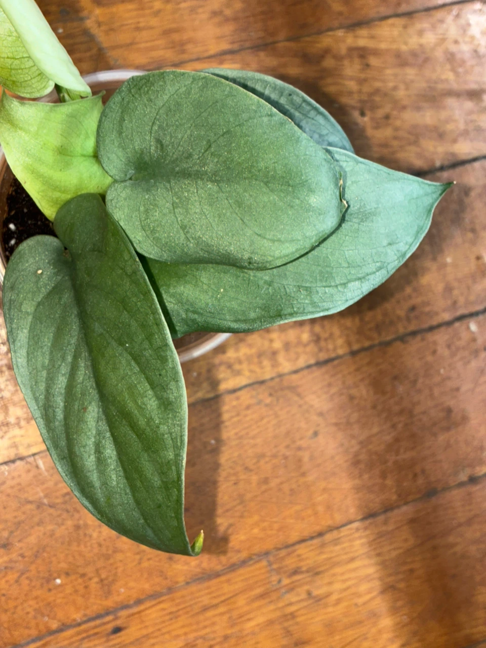 Scindapsus Treubii Moonlight Plant - photo 3