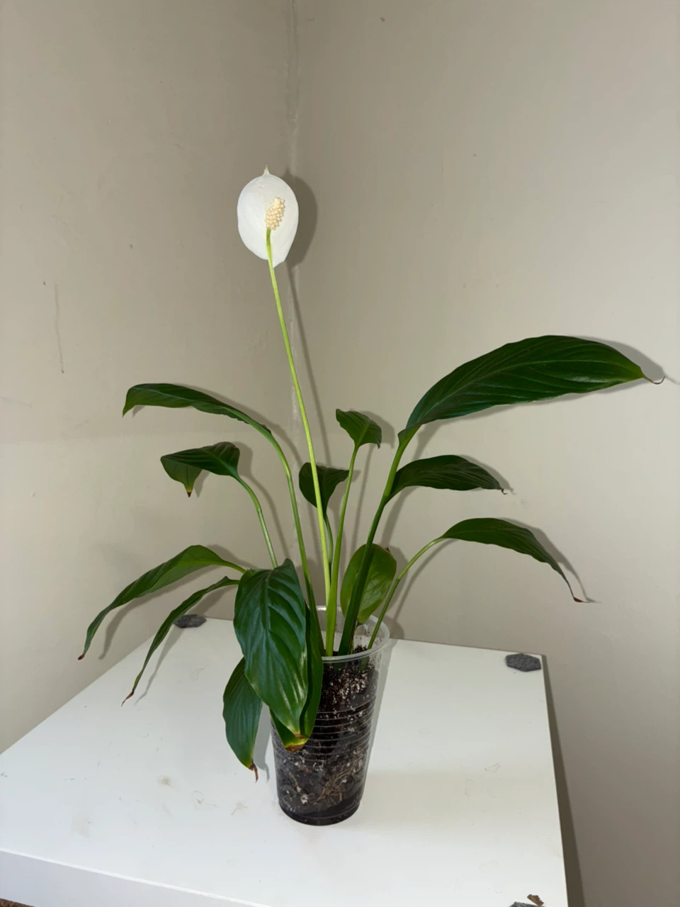 Peace Lily Plant