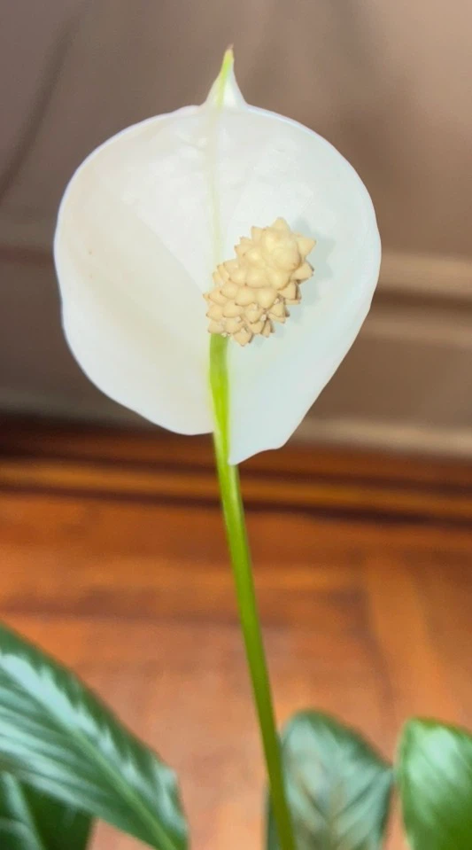 Peace Lily Plant - photo 2