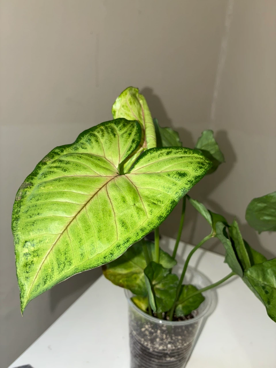 Two Syngonium Houseplants