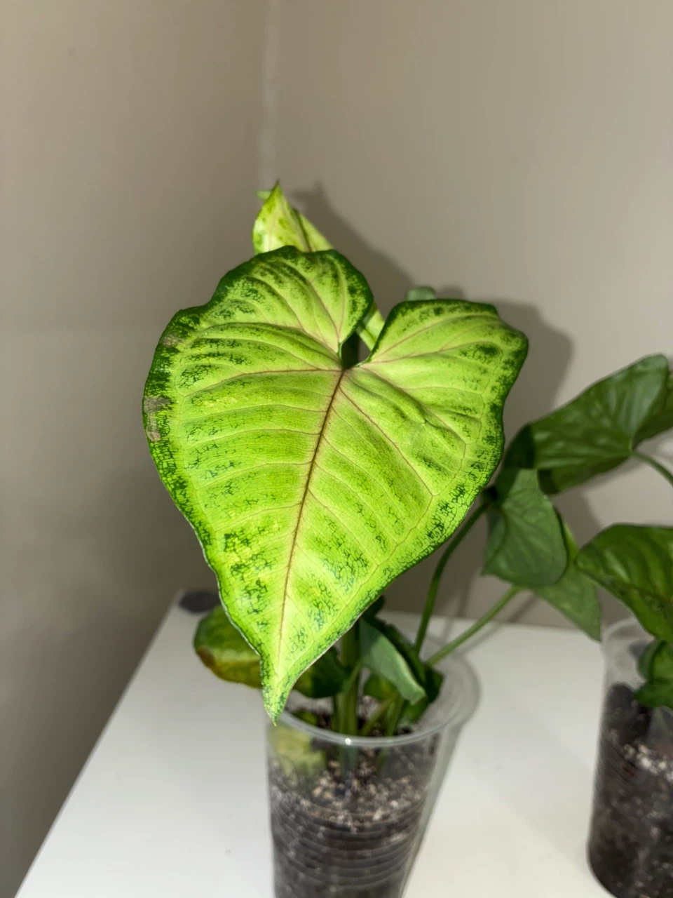 Two Syngonium Houseplants - photo 2