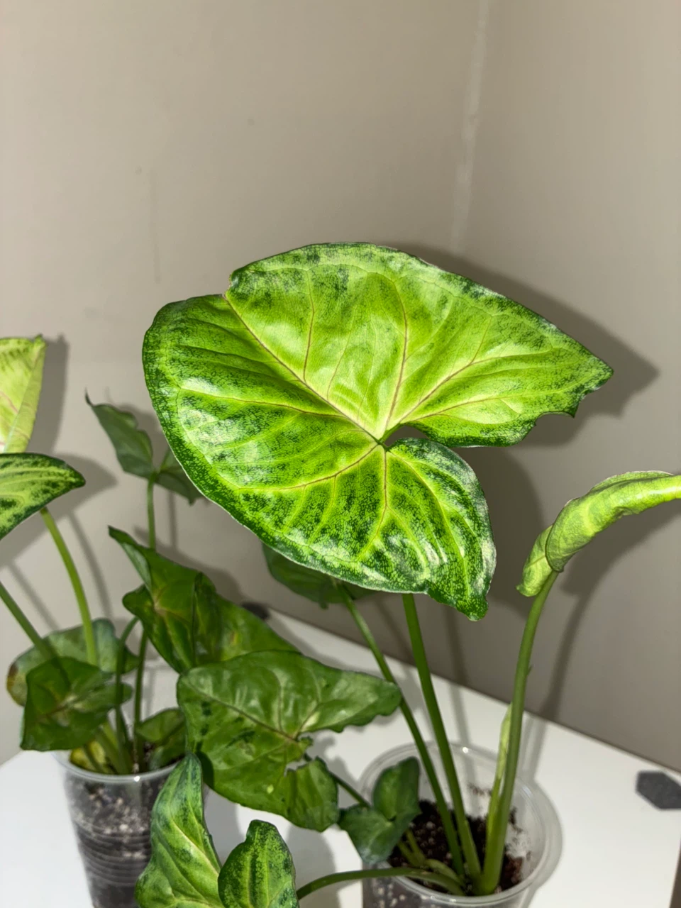 Two Syngonium Houseplants - photo 3