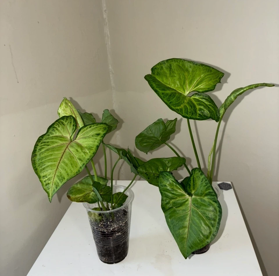 Two Syngonium Houseplants - photo 4