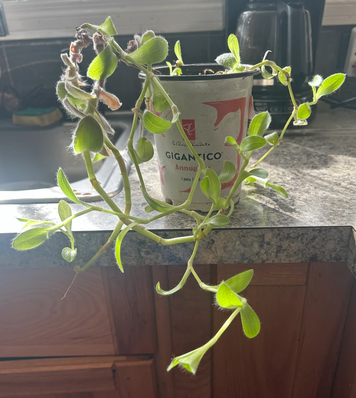 Tradescantia sillamontana plant