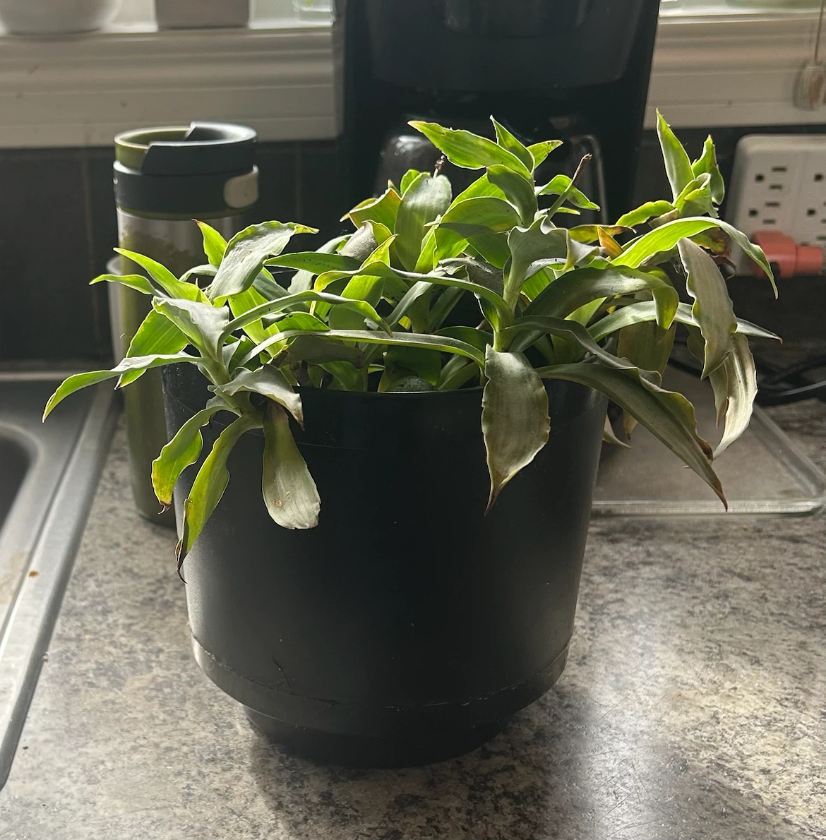 Callisia fragans Plant in black pot