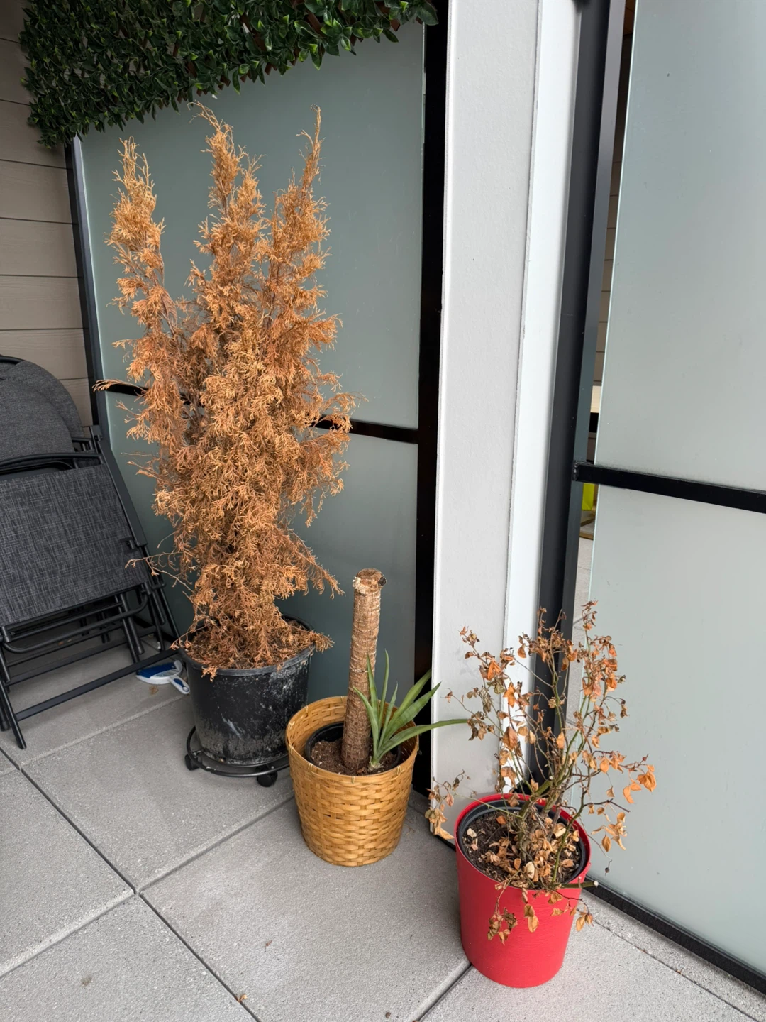 Free Plants including a Large Potted Cedar Tree