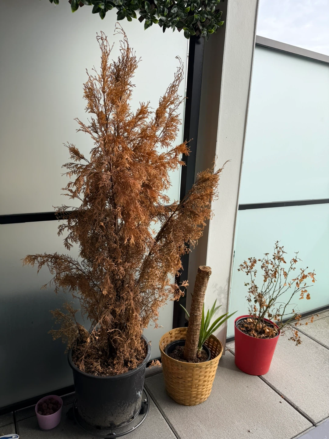 Free Plants including a Large Potted Cedar Tree - photo 2
