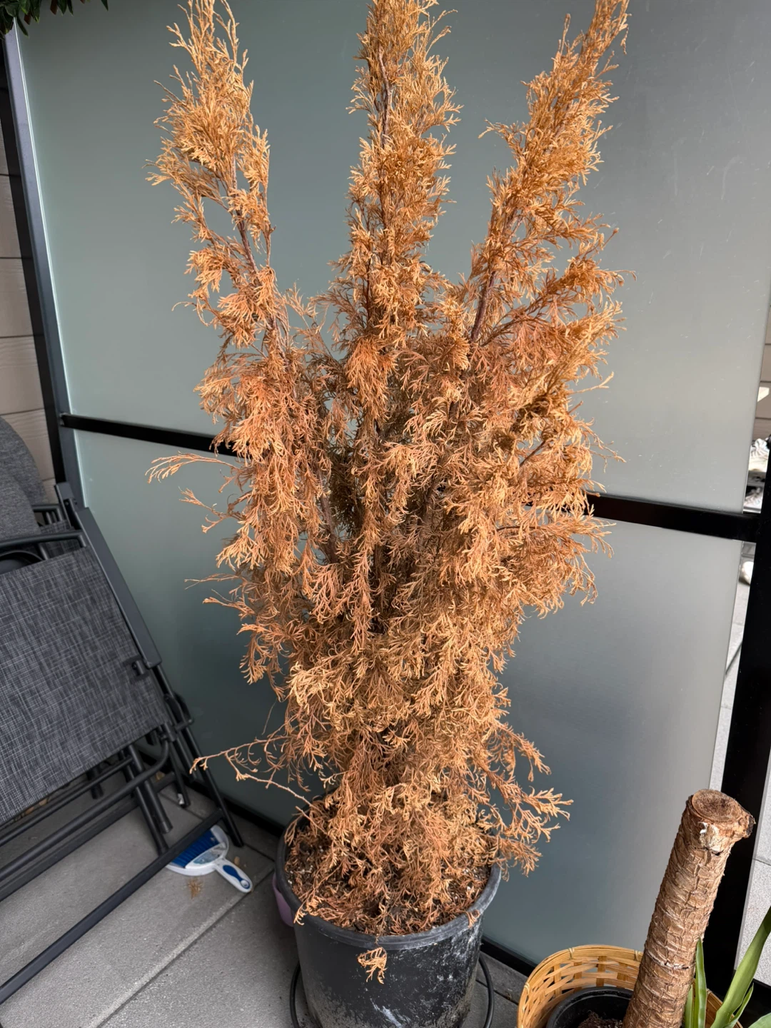 Free Plants including a Large Potted Cedar Tree - photo 3