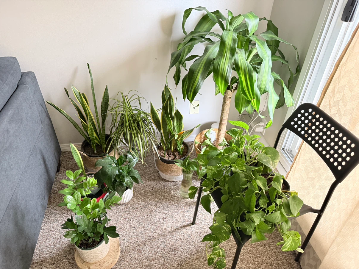 Assorted Indoor Houseplants