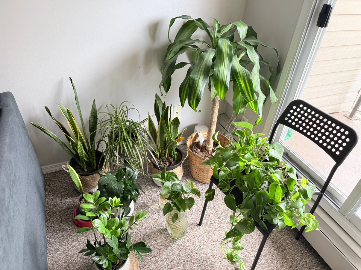 Assorted Indoor Houseplants - photo 2