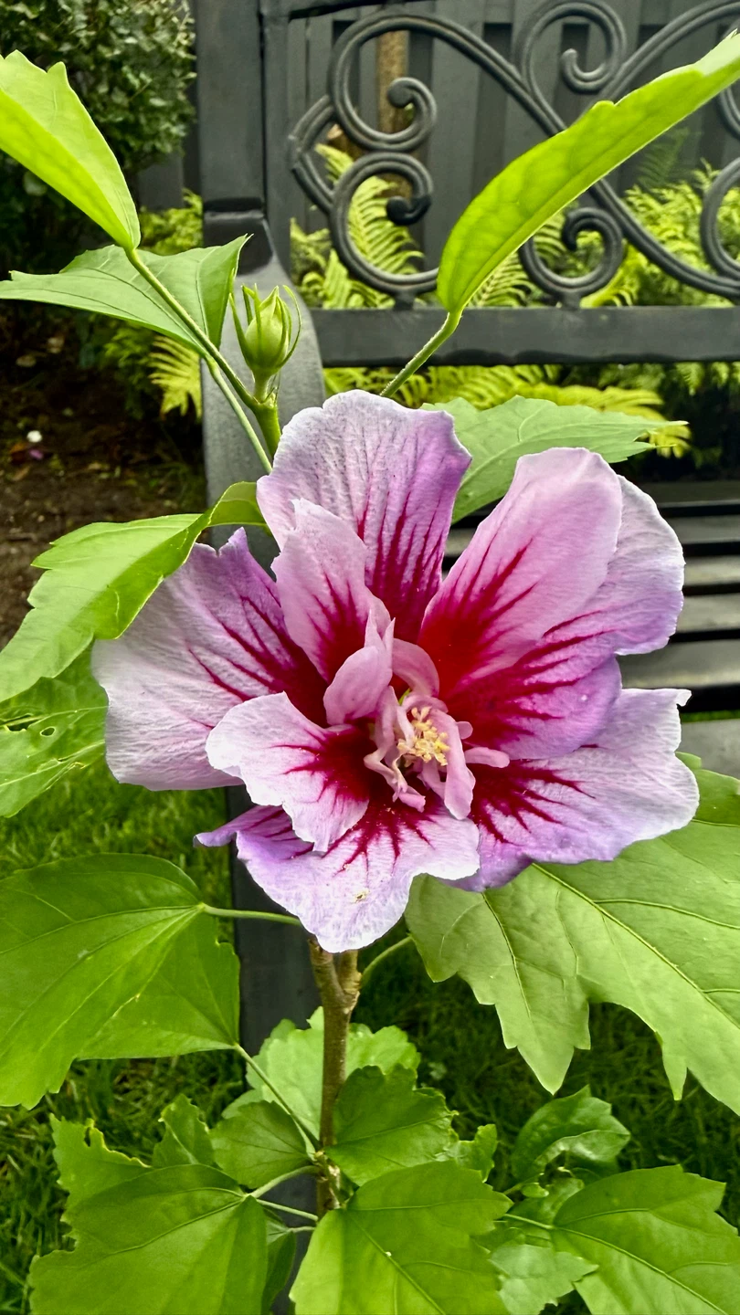Purple Pillar Rose of Sharon Plant - photo 2