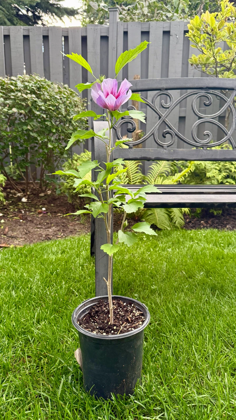 Purple Pillar Rose of Sharon Plant - photo 4