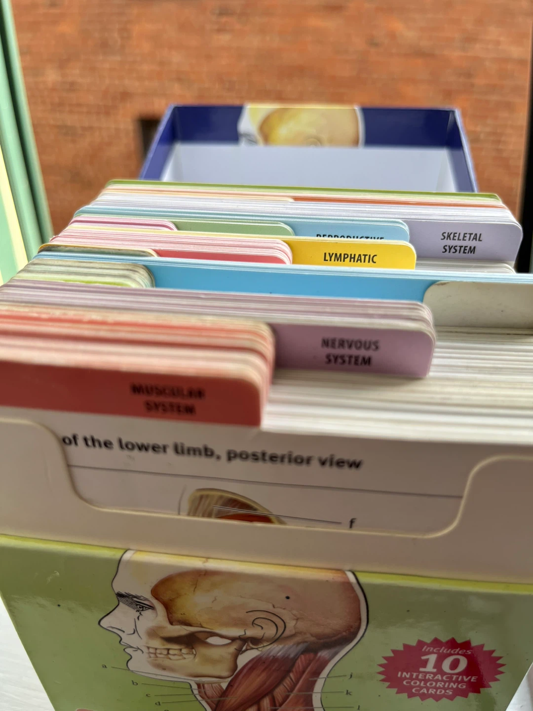 Anatomy Flashcards for Registered Nursing School or - photo 2