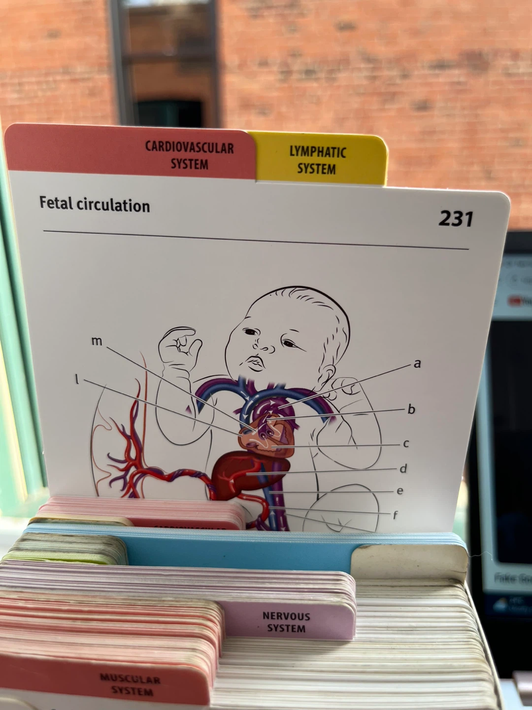 Anatomy Flashcards for Registered Nursing School or - photo 3