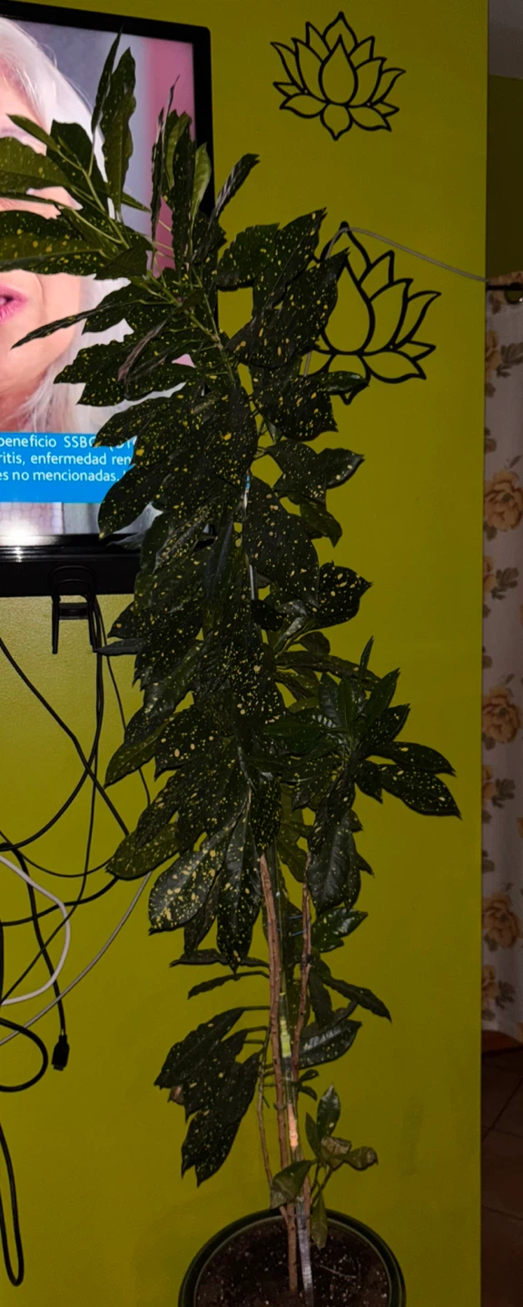 Large Gold Dust Croton Plant