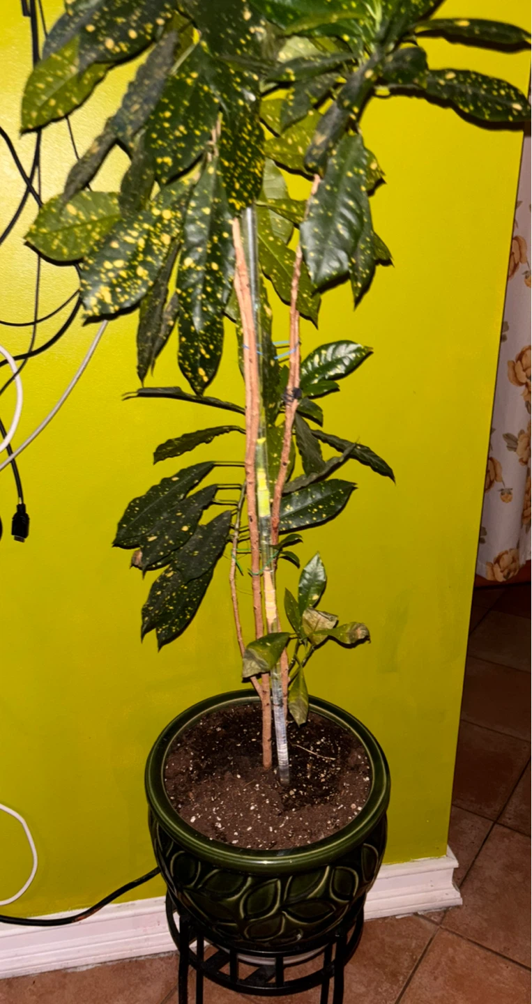 Large Gold Dust Croton Plant - photo 2