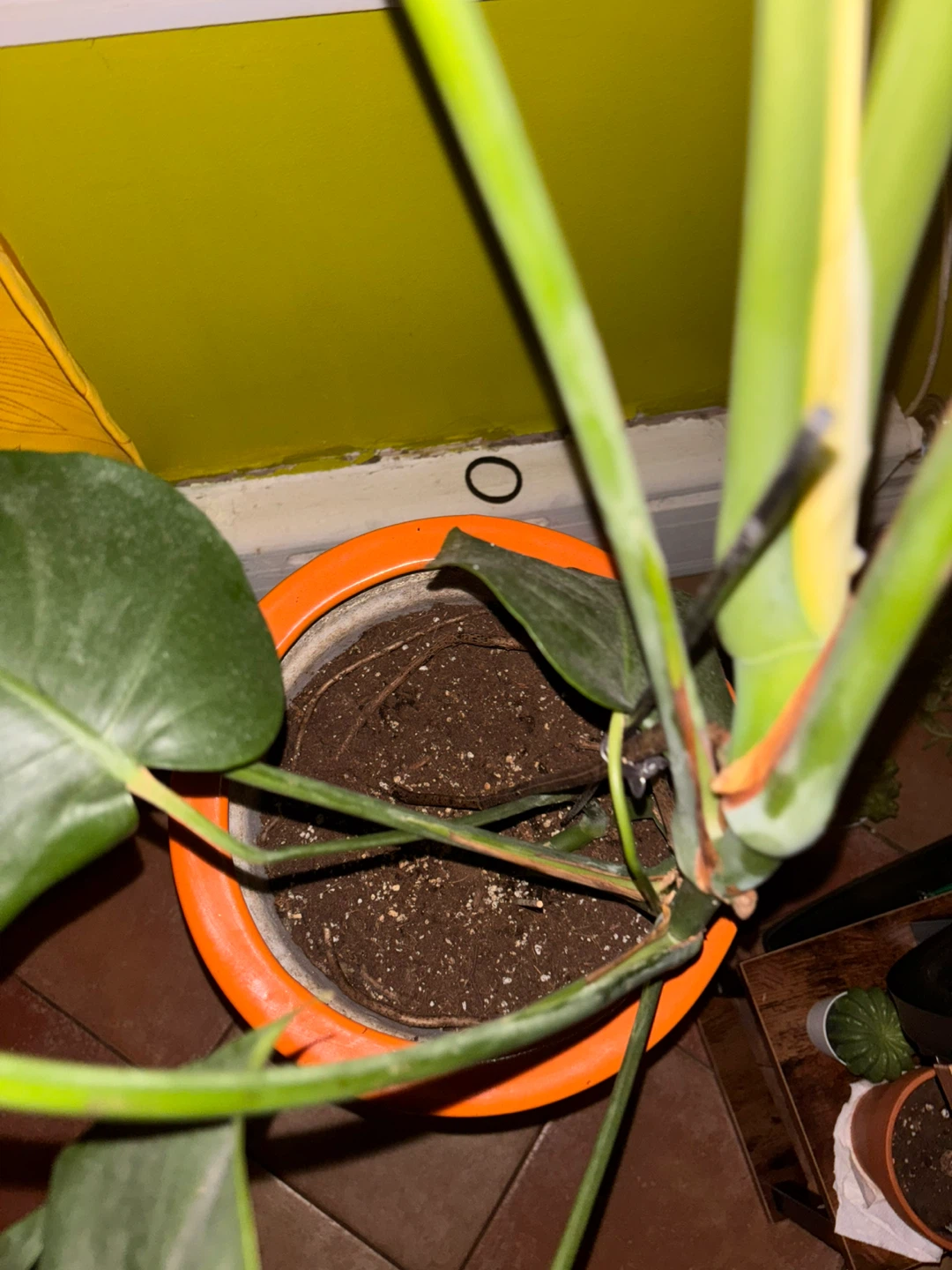 Monstera Deliciosa Plant in Painted Pot