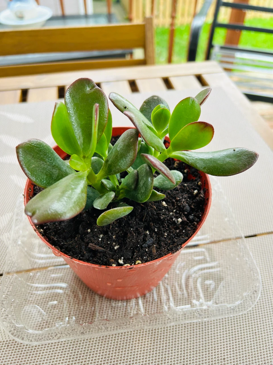 Healthy Jade Plant in Pot