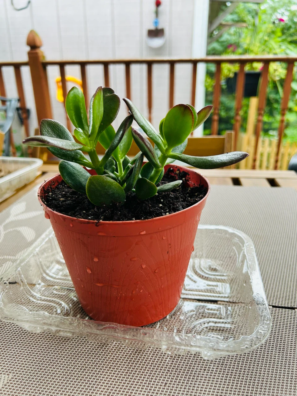 Healthy Jade Plant in Pot - photo 2